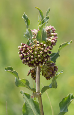 green flowered milkweed.jpg