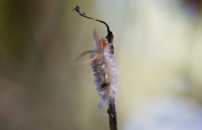 tussock caterpillar 1.jpg