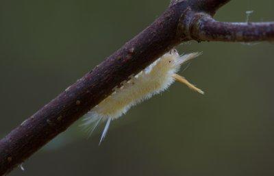 tussock caterpillar 2.jpg