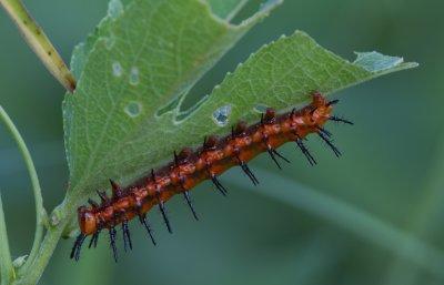 gulf fritillary caterpillar.jpg