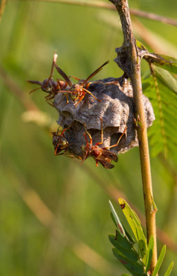 paper wasps.jpg