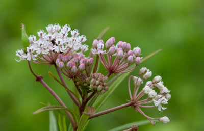 swamp milkweed.jpg