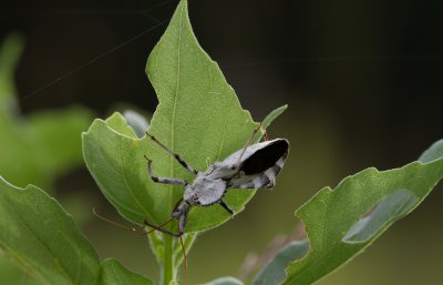 wheel bug 1.jpg