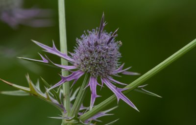 Eryngo 4.jpg