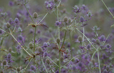 Eryngo 3.jpg