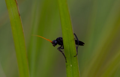 Spider Wasp.jpg