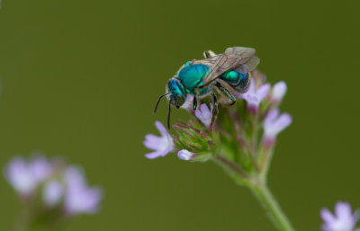 Mason Bee.jpg