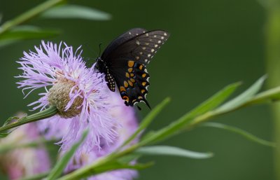 black swallowtail 3.jpg