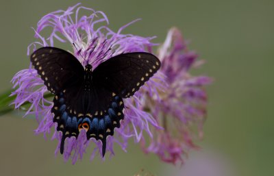 black swallowtail 4.jpg