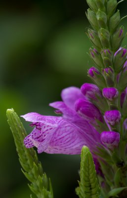 obedient plant.jpg