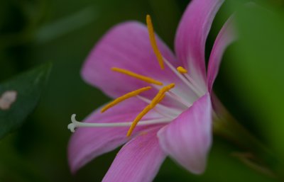 rain lily 1.jpg