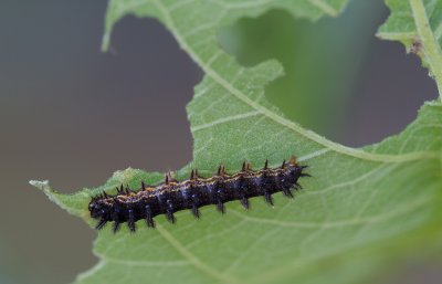 silvery checkerspot caterpillar.jpg