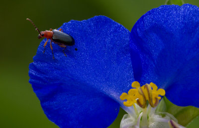 tiny Beetle.jpg