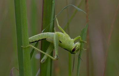 grasshopper.jpg