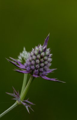 eryngo 10.jpg