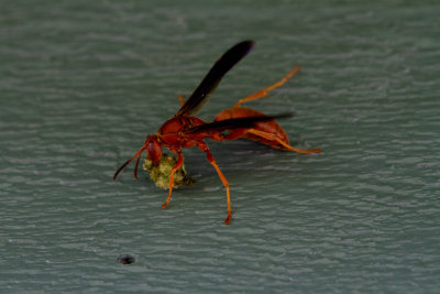 wasp with lunch.jpg