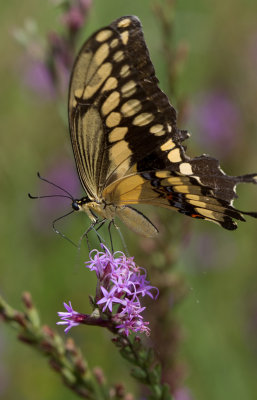 giant swallowtail.jpg