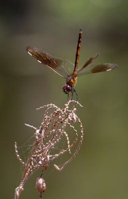 four spotted pennant.jpg