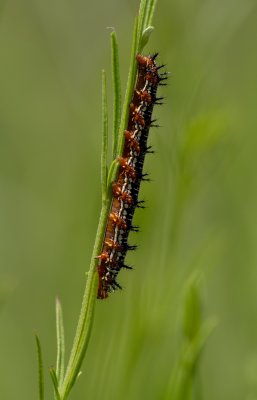 buckeye caterpillar.jpg