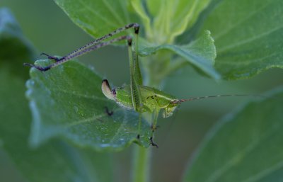 forktailed katydid 1.jpg