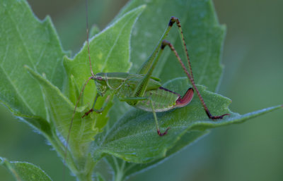 forktailed katydid 2.jpg