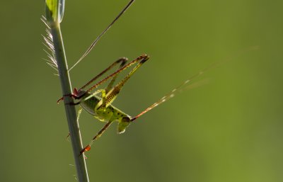 forktailed katydid 3.jpg