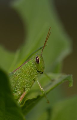 green grasshopper 2.jpg