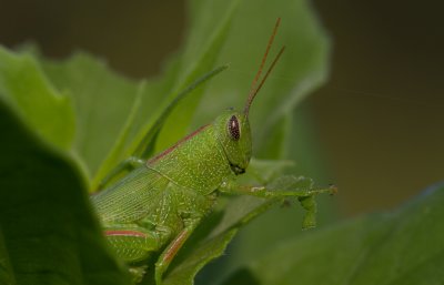 green grasshopper 3.jpg