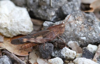 brown grasshopper.jpg