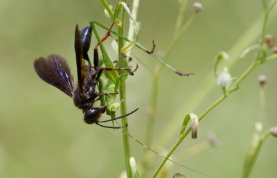 wasp with katydid.jpg