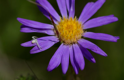 aster with tiny crab spider.jpg