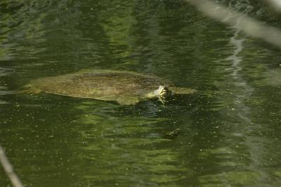 Softshell Turtle.jpg