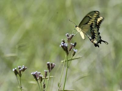 Giant Swallowtail.jpg
