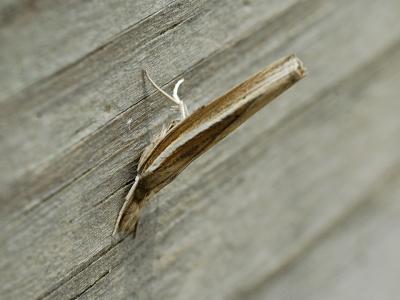 Moth.jpg