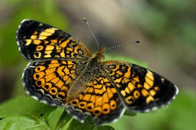 Pearl Crescent.jpg