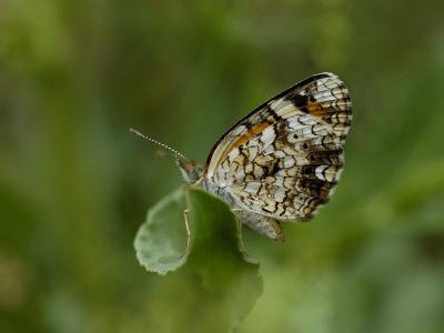 Phaon Crescent.jpg