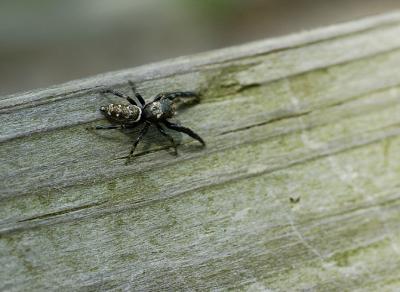 Jumping Spider.jpg