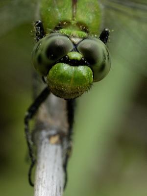 Dragonfly Eyes.jpg
