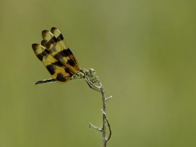 Halloween Pennant.jpg