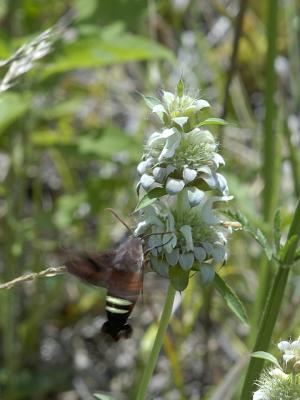Hummingbird Moth.jpg