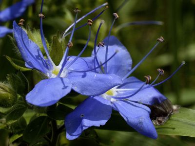 Blue Waterleaf.jpg