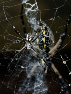 male Argiope.jpg