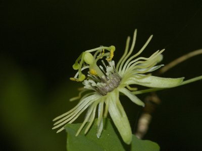 Yellow Passionflower.jpg