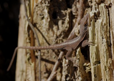 Green Anole.jpg