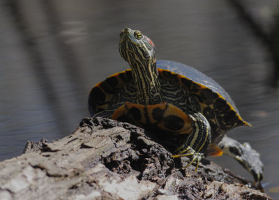 Red-eared Slider.jpg