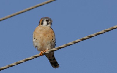 American Kestrel.jpg