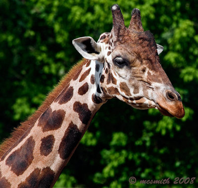 Giraffe Portrait -(Giraffa camelopardalis)