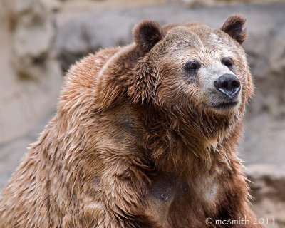 American Grizzly Bear