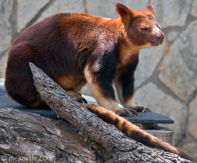 Goodfellow's Tree-kangaroo -  (Dendrolagus goodfellowi)