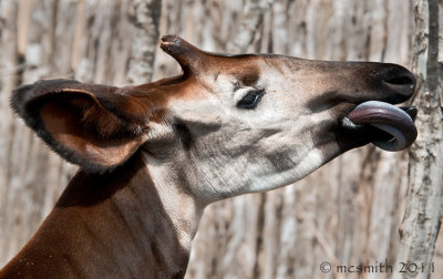 Okapi - (Okapia johnstoni)
